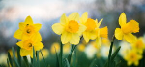 bright-yellow-springtime-daffodils